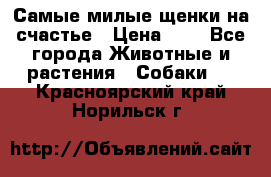 Самые милые щенки на счастье › Цена ­ 1 - Все города Животные и растения » Собаки   . Красноярский край,Норильск г.